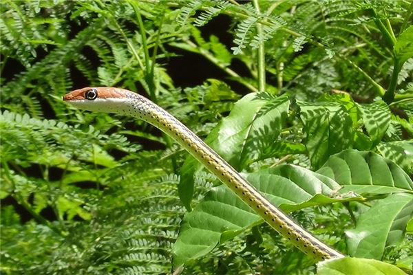 屬蛇天蠍男的性格特徵_十二生肖