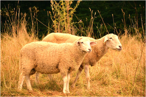 夢到了母親騎腳踏車馱我預示著什麼_周公解夢官網