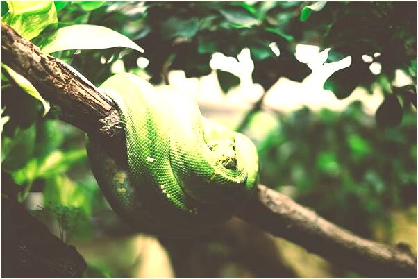 夢到了在水中摸到大魚是啥預兆_周公解夢官網