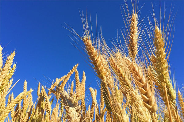 夢見顆粒飽滿的麥穗_周公解夢
