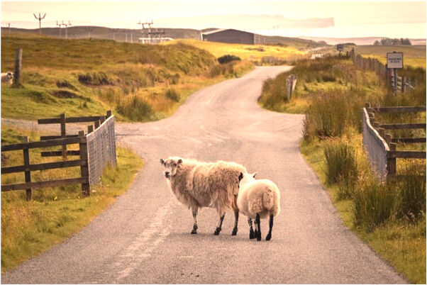 夢到有好多魚和蛇有什麼含義_周公解夢官網