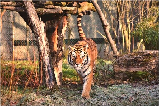 夢到了看見別人吃菜是什麼意思_周公解夢官網