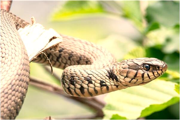 夢到和女朋友全裸躺在一起是凶兆還是吉兆_周公解夢官網