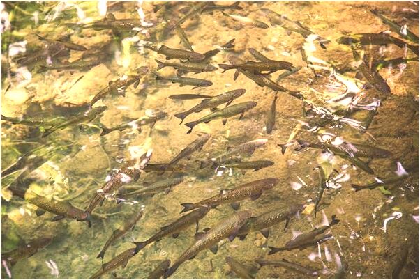 夢到了前妻生孩子我成了爸爸有什麼說法_周公解夢官網