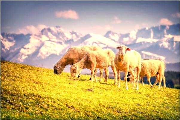 夢見睡覺床上多了一個人有什麼寓意嗎_周公解夢官網