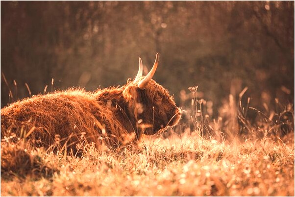 夢到三隻眼睛的龍魚會怎么樣_周公解夢官網