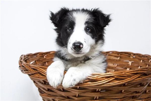 屬狗男與什麼相配_十二生肖