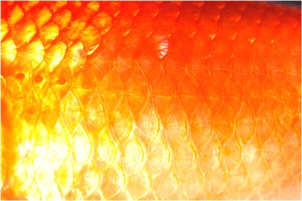 夢到我跟老公提離婚會是什麼預兆_周公解夢官網