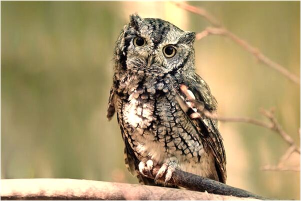 夢到買豬肘子會是什麼預兆_周公解夢官網