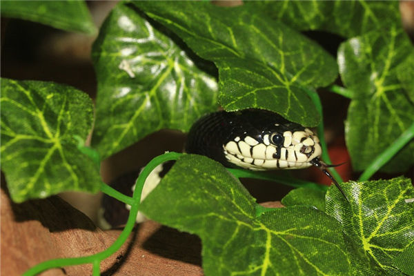 屬蛇的男人性格和桃花_十二生肖