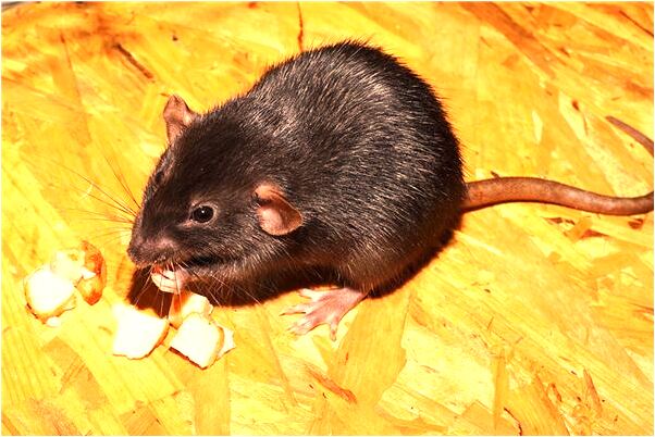 夢到了貳只金黃色的大公雞有何寓意_周公解夢官網