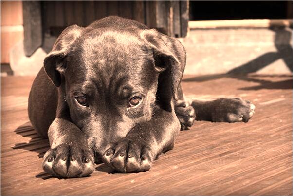夢見吃絞子是好事還是壞事_周公解夢官網