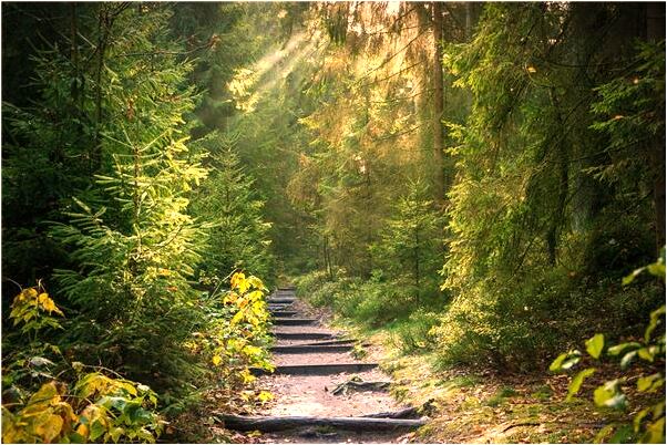 夢見提鴨子被鴨子叨什麼寓意_周公解夢官網