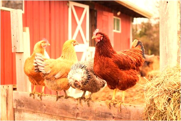 夢見別人即將死亡會是什麼預兆_周公解夢官網