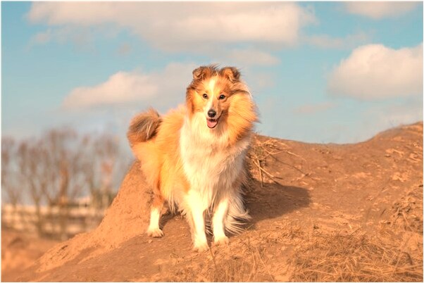夢到滿嘴都是大便有什麼預示嗎_周公解夢官網