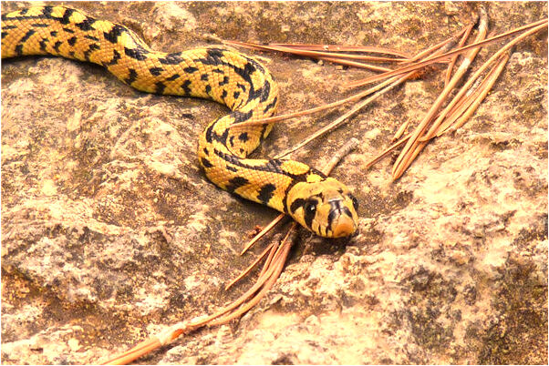 夢到了跟兩個男人一起工作怎么說_周公解夢官網