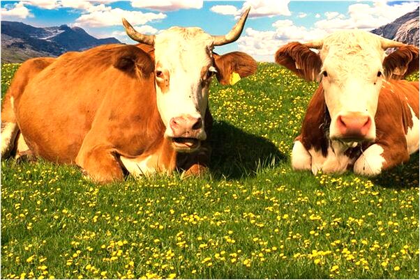 夢到了別人心受傷流血怎么回事_周公解夢官網