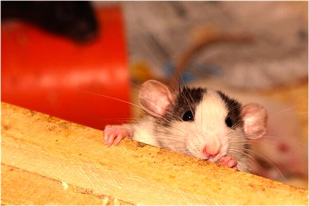 夢見大象在我家是什麼啟示_周公解夢官網