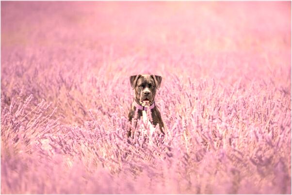 夢到殺入人是啥預兆_周公解夢官網