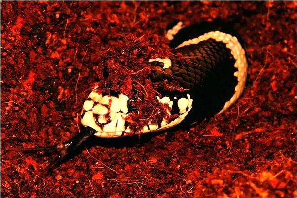 夢到了有人把我的銀行卡剪成兩半是什麼預兆_周公解夢官網