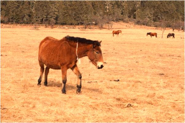 夢到了女死人穿紅衣紅鞋意味著什麼_周公解夢官網