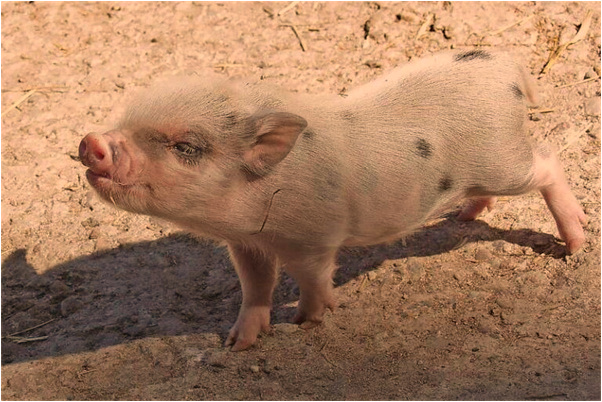 夢到了同事給拿褙子預示了什麼_周公解夢官網