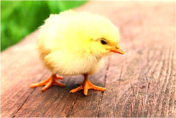 夢見白貓黃眼嘴角有雜色是什麼徵兆_周公解夢官網