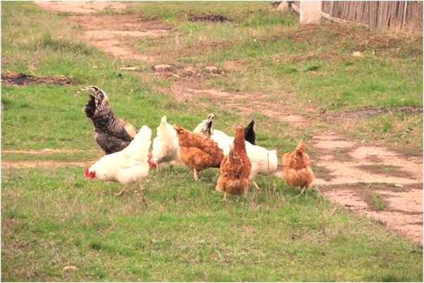 夢到猥褻小嫂是怎么回事_周公解夢官網