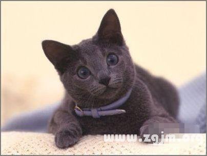 Leo is most suitable for pet cat: Russian blue cat _ the zodiac