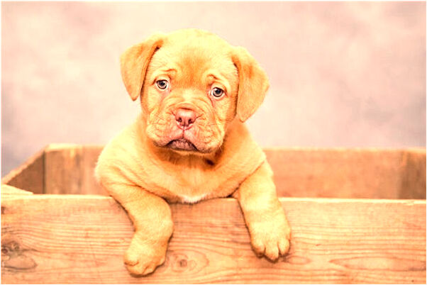 夢見有許多美元是好是壞_周公解夢官網