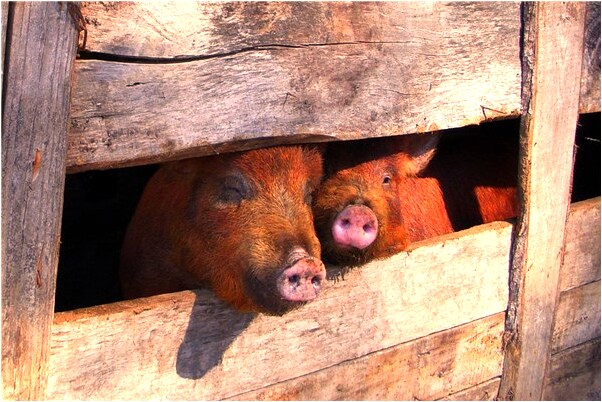 夢見別人地里好多西瓜是什麼預兆_周公解夢官網