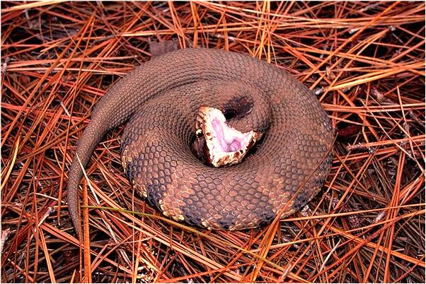 夢見被潑開水是什麼意思？_周公解夢官網