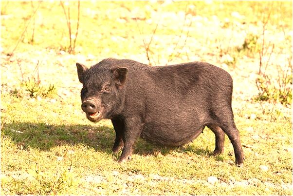 夢到了狐狸敲窗預兆了什麼嗎_周公解夢官網