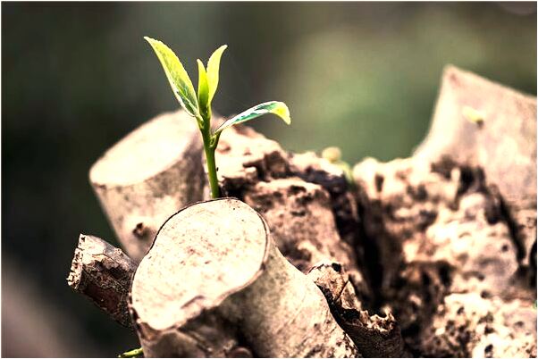 夢到全校人都嫌棄我遠離我意味著什麼_周公解夢官網