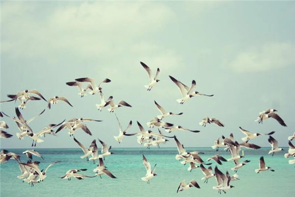 夢見密密麻麻的鳥群_周公解夢