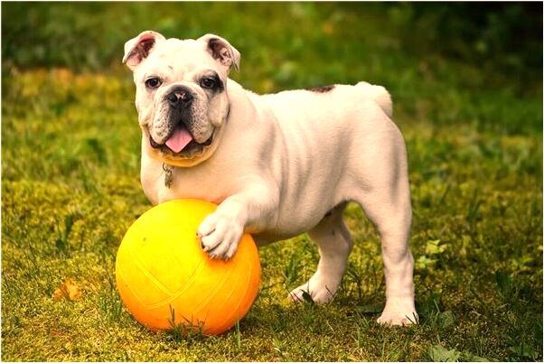 夢到了買泡麵有什麼意思_周公解夢官網