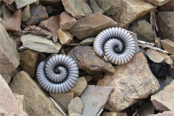 夢到了蟲子進身體怎么說_周公解夢