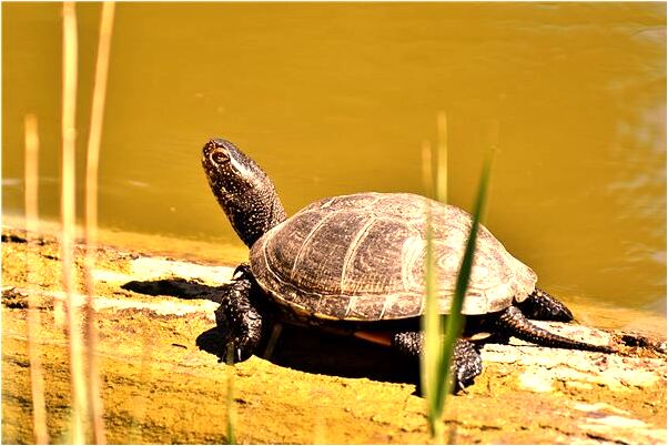 夢到了下雨淋濕了頭髮會怎么樣_周公解夢官網