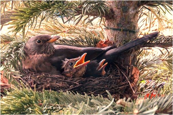 夢到看見車壓死羊啥意思_周公解夢官網