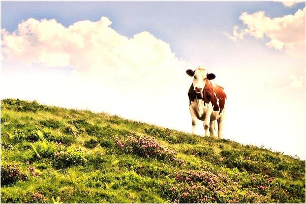 夢到了媽淹死預兆了什麼嗎_周公解夢官網