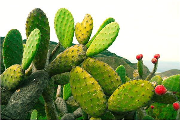 夢見脊梁骨有什麼意義嗎_周公解夢官網