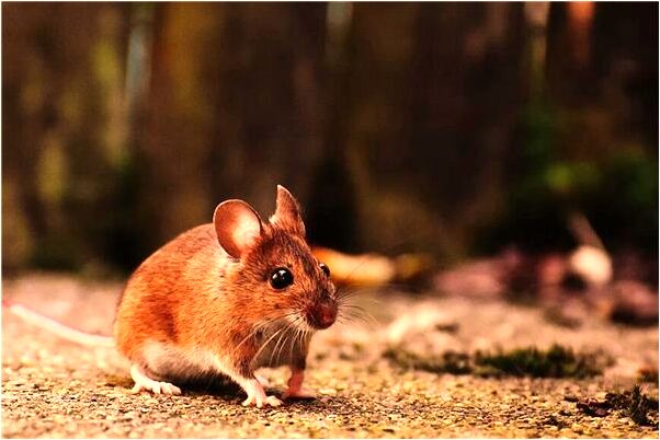 夢見有人送保姆好不好_周公解夢官網