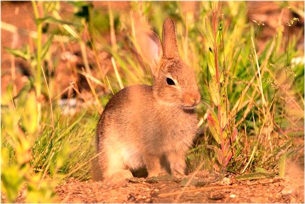 夢到了同學掉很多頭髮快掉光了是什麼意思_周公解夢官網