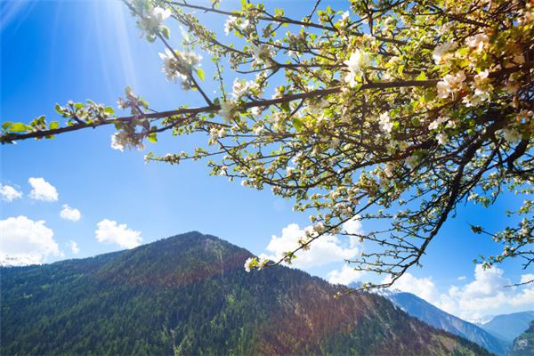 夢見樹開花_周公解夢
