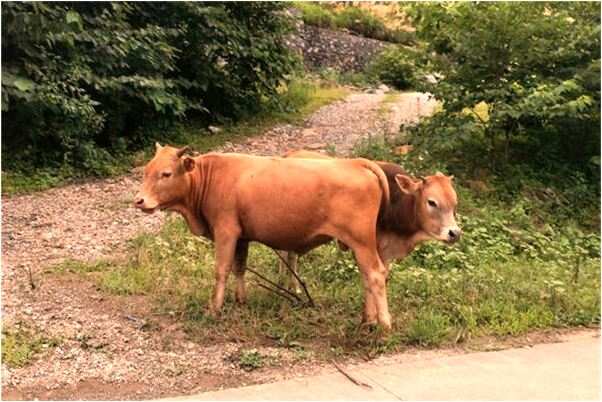 夢到了結了很厚的茄子和青椒是好是壞_周公解夢官網