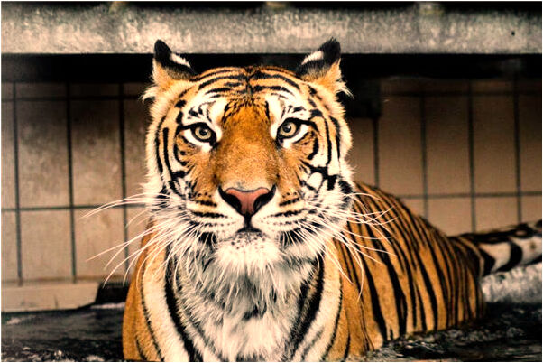 夢到浴室滿水有什麼寓意嗎？_周公解夢官網