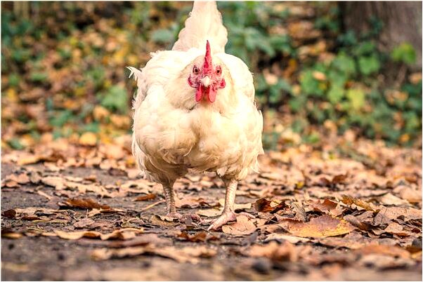 夢到了和同事一起去買鞋代表什麼_周公解夢官網