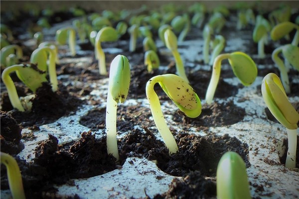 夢到了碗豆苗有什麼寓意嗎_周公解夢
