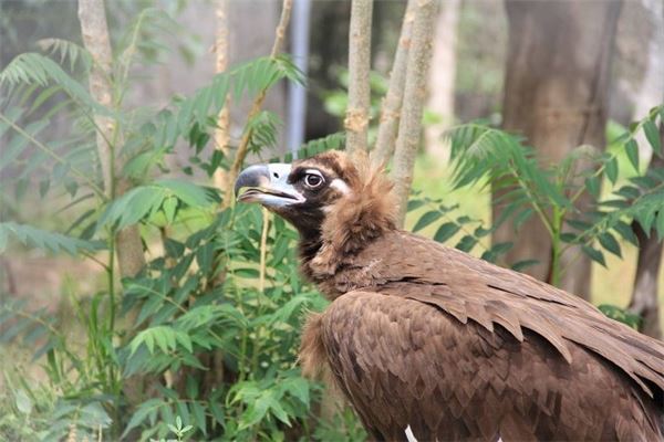 夢見雕_周公解夢