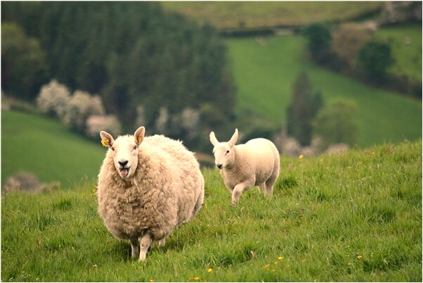 夢到替人些牌位是什麼啟示_周公解夢官網